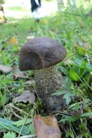 Attēlu rezultāti vaicājumam “Leccinum melaneum”