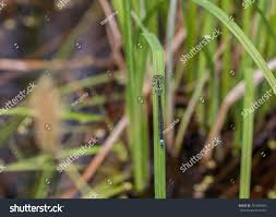 Attēlu rezultāti vaicājumam “Coenagrion armatum female”