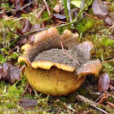 Attēlu rezultāti vaicājumam “Scleroderma citrinum”