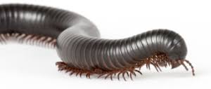 Attēlu rezultāti vaicājumam “Myriapoda”