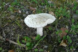 Attēlu rezultāti vaicājumam “Amanita strobiliformis”