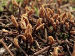 Attēlu rezultāti vaicājumam “Heyderia abietis”