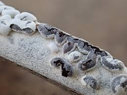 Attēlu rezultāti vaicājumam “Didymium xanthopus spores”