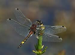 Attēlu rezultāti vaicājumam “Leucorrhinia dubia male”