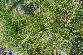 Attēlu rezultāti vaicājumam “Pinus sibirica”