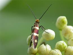 Attēlu rezultāti vaicājumam “Micropterix aureatella”