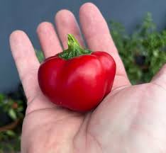 Afbeeldingsresultaat voor numex sandia hot pepper