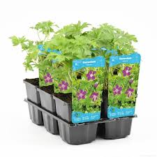 Attēlu rezultāti vaicājumam “Geranium palustre fruit”