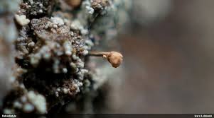 Attēlu rezultāti vaicājumam “Sclerophora coniophaea”