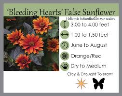 Image result for Heliopsis scabra