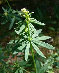 Attēlu rezultāti vaicājumam “Galium schultesii”