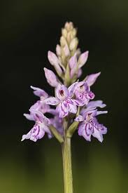 Attēlu rezultāti vaicājumam “Dactylorhiza fuchsii flower”