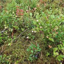 Attēlu rezultāti vaicājumam “Saussurea esthonica flower”