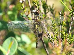 Attēlu rezultāti vaicājumam “Leucorrhinia dubia”