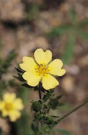 Image result for Potentilla recta