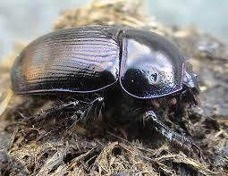 Attēlu rezultāti vaicājumam “Geotrupes”