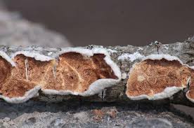 Attēlu rezultāti vaicājumam “Steccherinum ochraceum”