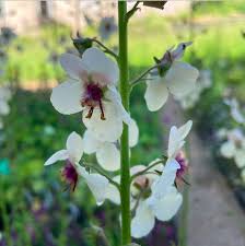 Attēlu rezultāti vaicājumam “Verbascum blattaria”