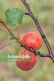 Attēlu rezultāti vaicājumam “Prunus armeniaca”