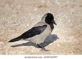 Attēlu rezultāti vaicājumam “Corvus cornix adult”