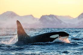 Image result for Orcinus orca