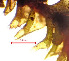 Attēlu rezultāti vaicājumam “Tritomaria exsecta macro”