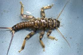 Attēlu rezultāti vaicājumam “Macrosteles sp. nymph”