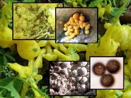 Attēlu rezultāti vaicājumam “Badhamia lilacina”