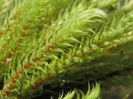 Attēlu rezultāti vaicājumam “Philonotis calcarea”