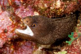 Image result for Gymnothorax vicinus