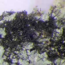 Attēlu rezultāti vaicājumam “Cystocoleus ebeneus”