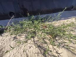 Attēlu rezultāti vaicājumam “Corispermum hyssopifolium”