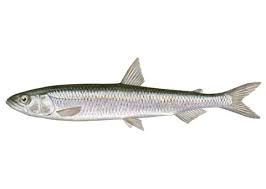 Image result for Osmerus eperlanus