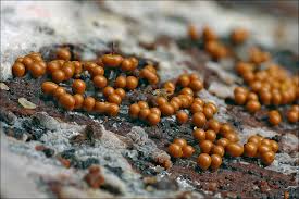 Attēlu rezultāti vaicājumam “Hemitrichia clavata macro”