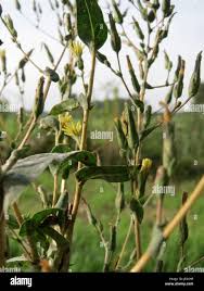 Attēlu rezultāti vaicājumam “Lapsana communis bud”