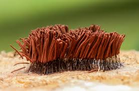 Attēlu rezultāti vaicājumam “Amaurochaete sp.”