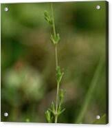 Attēlu rezultāti vaicājumam “Sagina nodosa flower”