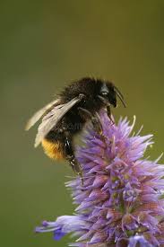 Attēlu rezultāti vaicājumam “Bombus lapidarius”