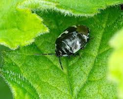Attēlu rezultāti vaicājumam “Tritomegas bicolor nymph”