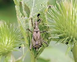 Attēlu rezultāti vaicājumam “Himacerus apterus”