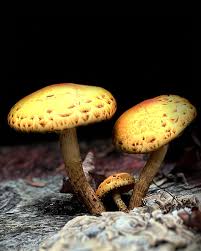 Attēlu rezultāti vaicājumam “Pholiota aurivella”