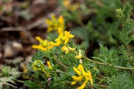 Attēlu rezultāti vaicājumam “Corydalis intermedia fruit”