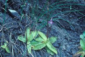 Attēlu rezultāti vaicājumam “Pinguicula vulgaris”