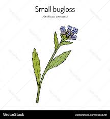 Attēlu rezultāti vaicājumam “Anchusa arvensis”