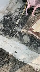 Image result for cestoda excrement dog