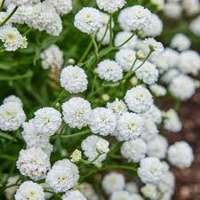 Attēlu rezultāti vaicājumam “Achillea ptarmica fruit”