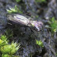 Attēlu rezultāti vaicājumam “Notiophilus germinyi”