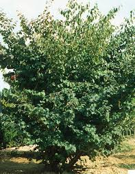 Attēlu rezultāti vaicājumam “Hamamelis japonica”