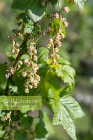 Attēlu rezultāti vaicājumam “Ribes nigrum flower”