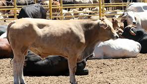 Image result for ganado bovino